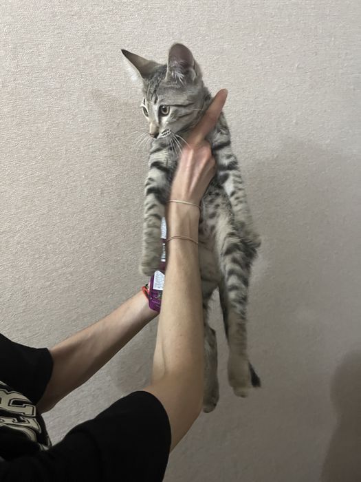Пристраивается котенок