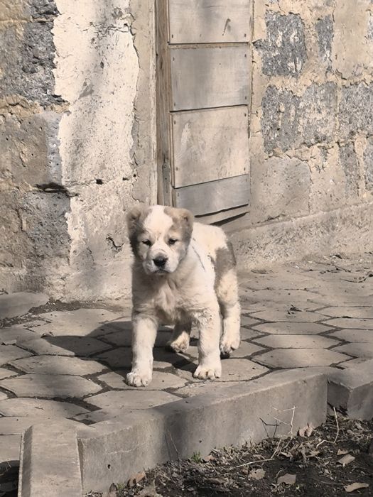 Продам Сао щенки