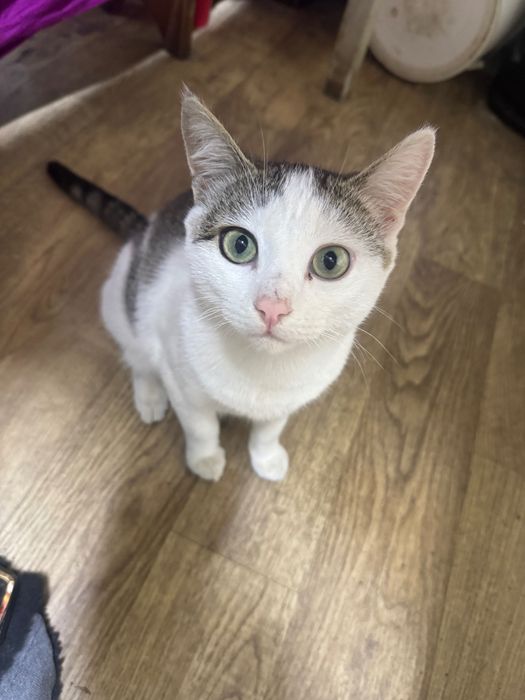 Отдам в хорошие руки котят