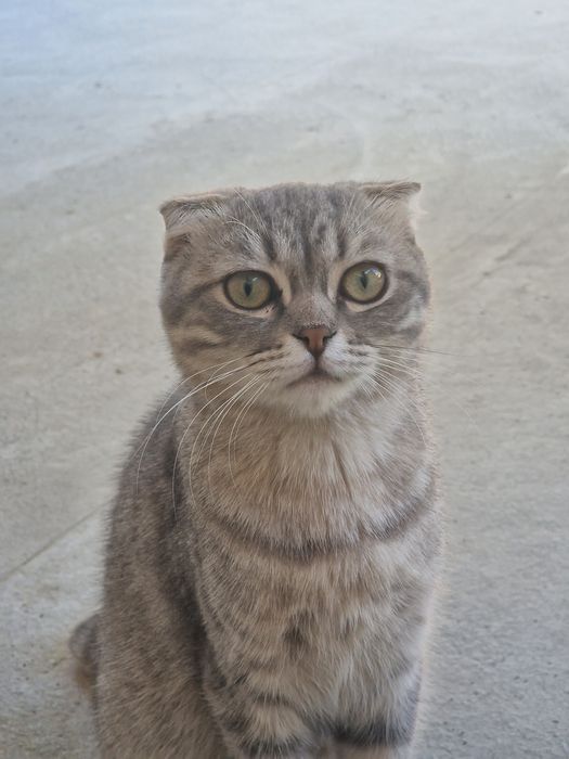 Scottish Fold sotiladi erkak.