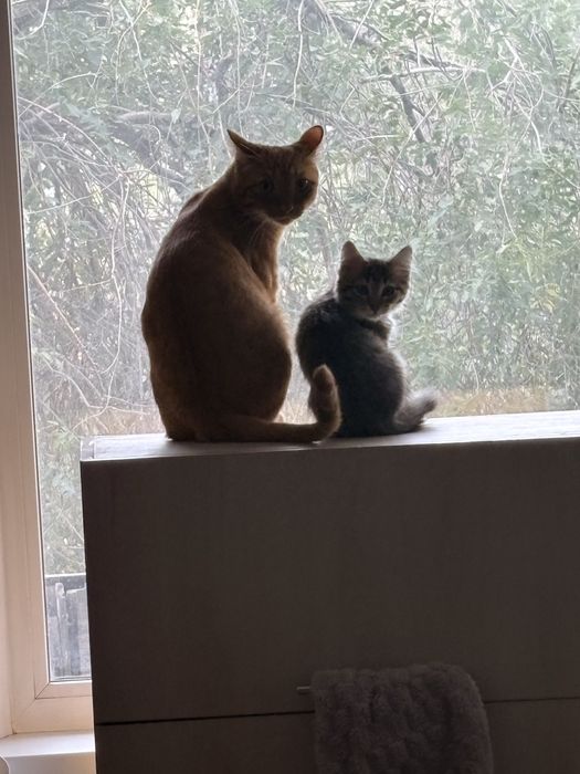 Котенок девочка бесплатно