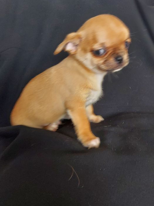 Продаю щенка чихуахуа