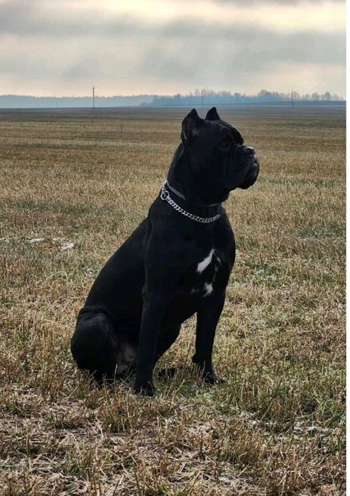 Породистые собаки