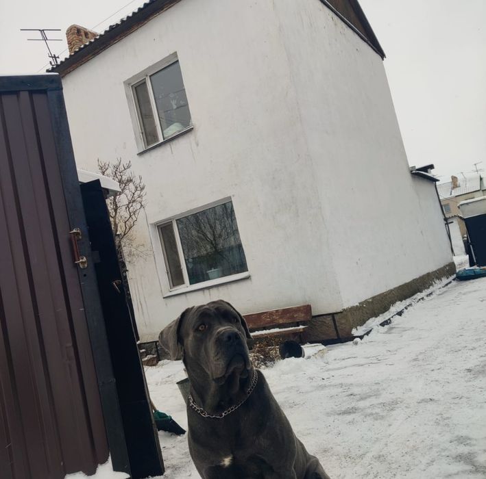 Кане Корсо вязка