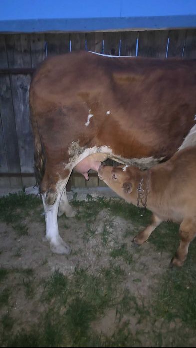 Vacă de vânzare cu tăuraș Angus de o lună Jumate
