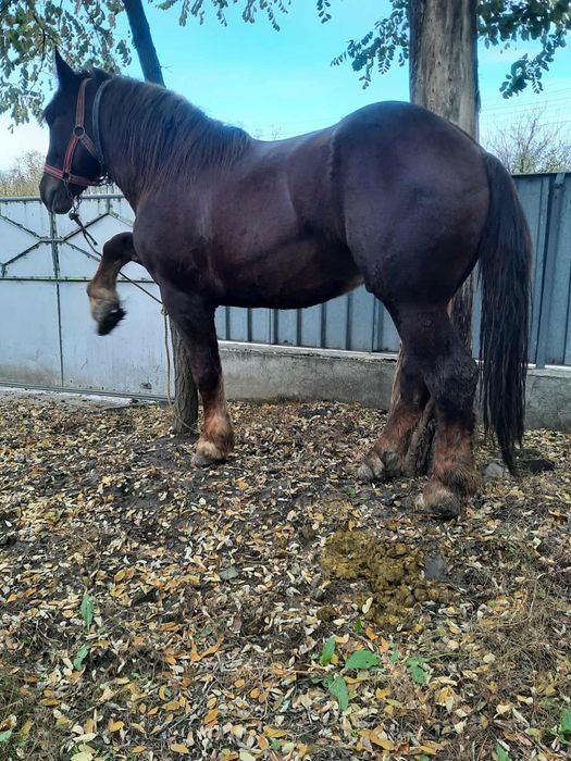 Mănz 2 ani si  jumătate.