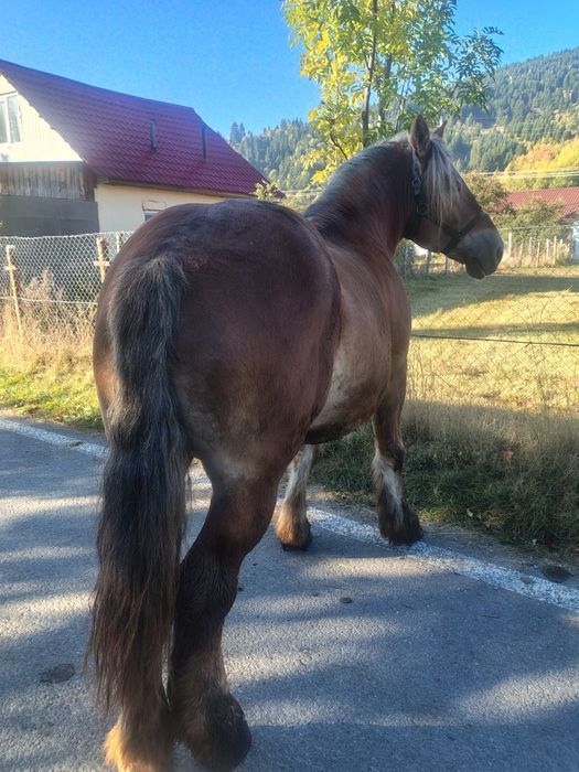 Armăsar 7 ani foarte blând