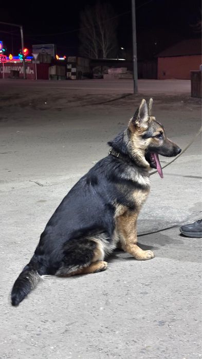 Продам щенка немецкой овчарки