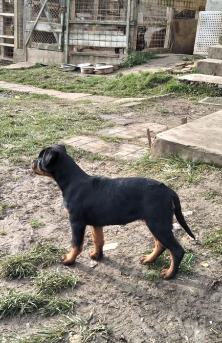 Catelus Rottweiler