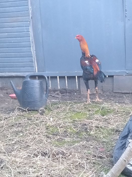 Cocoș combatant Malaezia