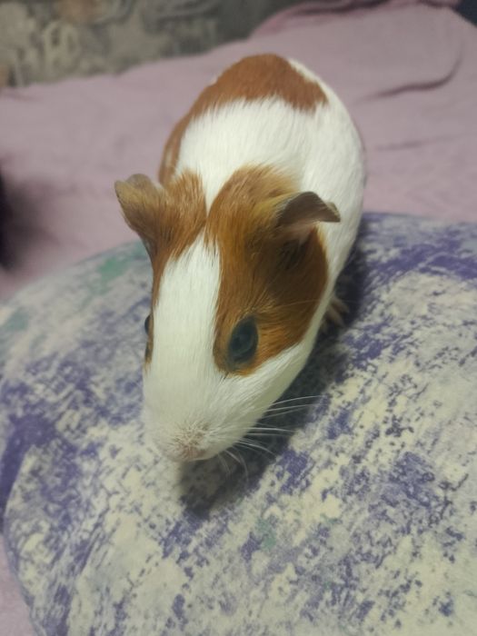 Продам 2 морских свинок