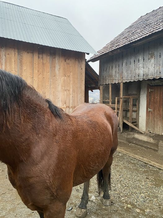 Cal de vanzare de 4 ani