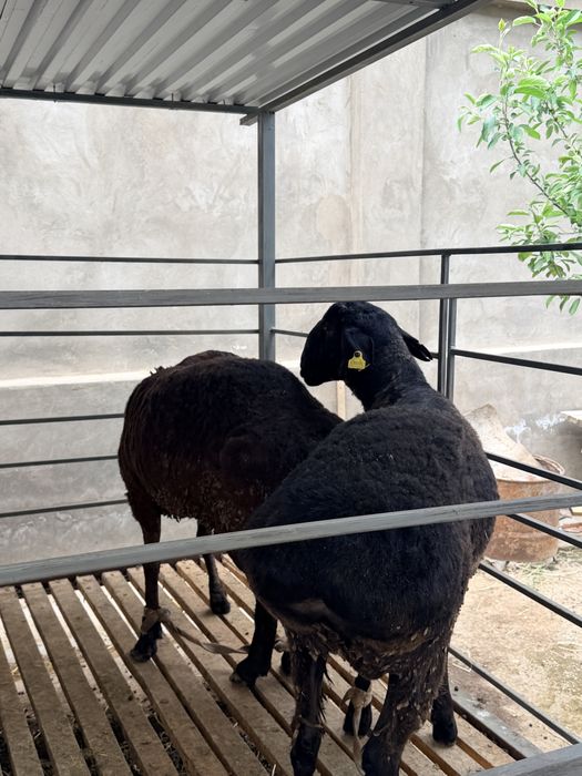 Қошқар сатылады арзан бағада