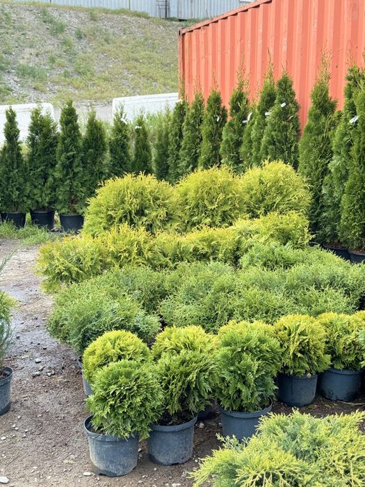 Декоративты елкалар