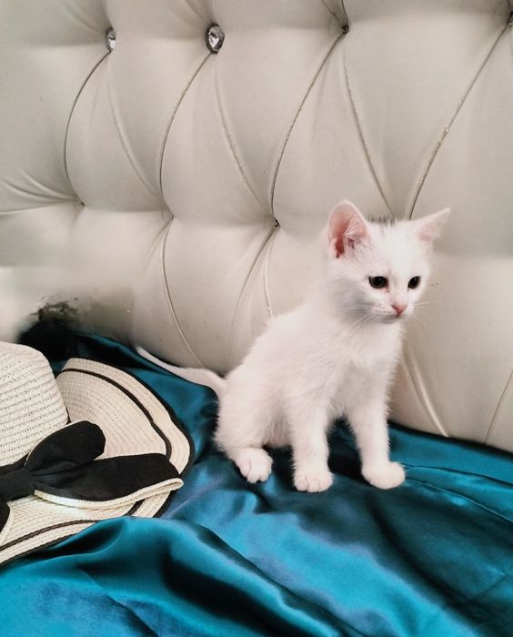 Белые пуШистые коТята