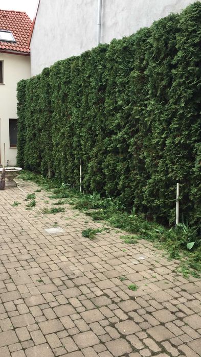 Pepiniera tuia si arbori ornamentali