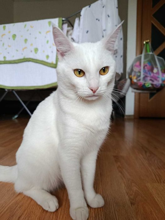 Отдам кота в хорошие руки.