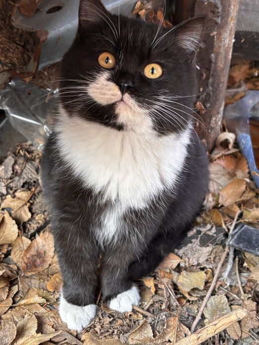 В добрые руки кошечка