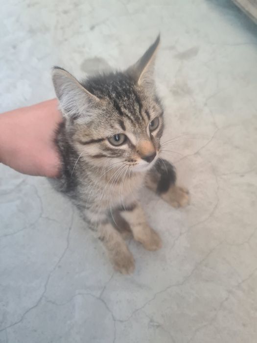 Отдаю котят в добрые руки