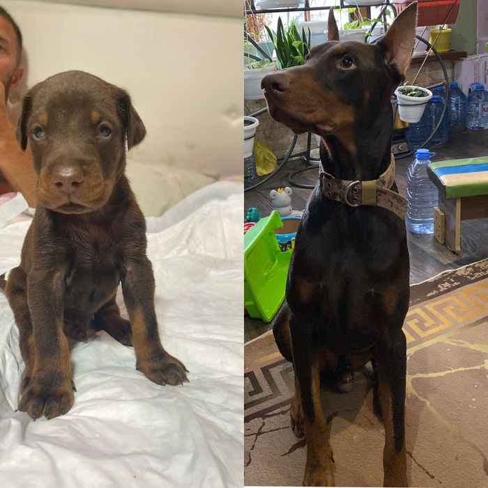 Предлагаються щенки добермана