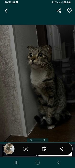 Кошки шатланскии