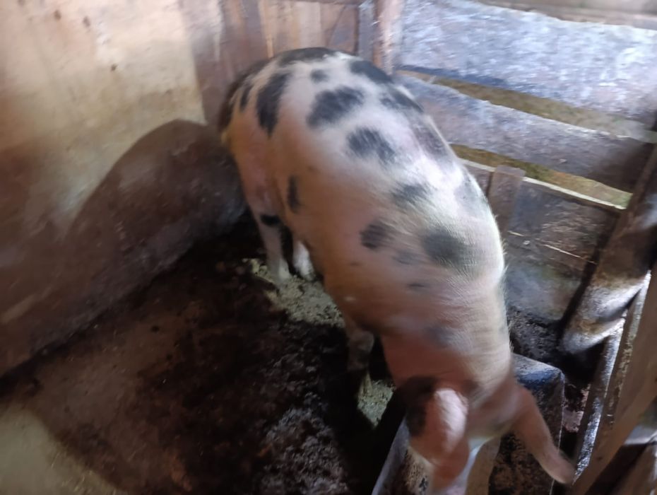 Продам кабана кастрата