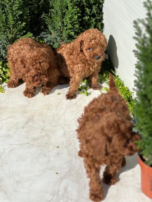 Пудел Той/Poodle Toy