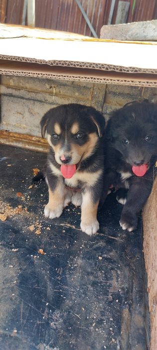 Щенята породистые