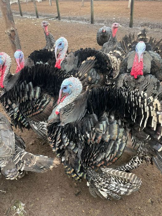 Van curcani crescuți la curte cu cereale