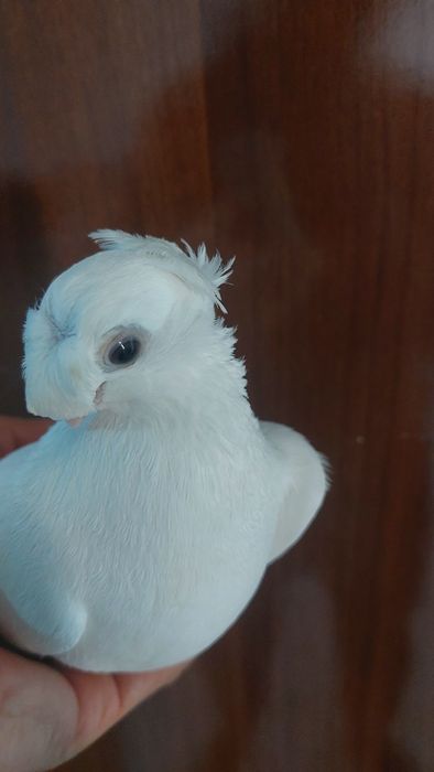 Голуби. Белыйдвухчубый самка кептер