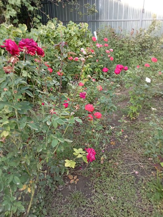 Розы посадочные "Анжелика","Казахстанский".