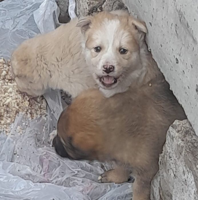 Пристраеваются щенята