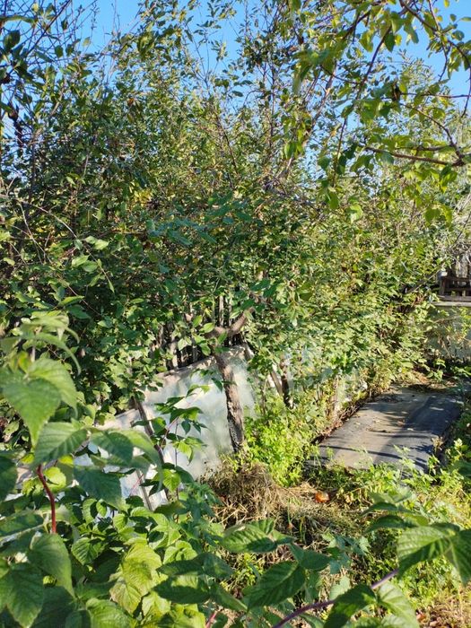 Продам дачу садоводство " яблонька"