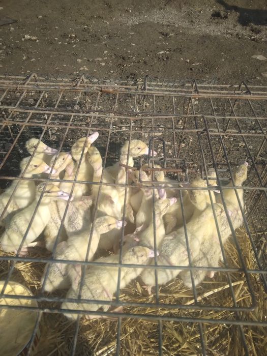 Rățuște Mulard, leșești și gălăgioase