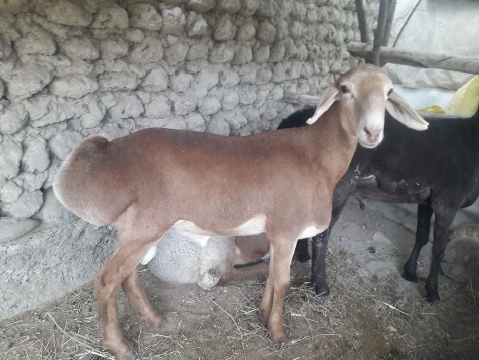 Qoʻchqor qoʻylar qoylar sotiladi