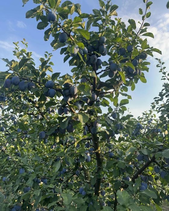 Prune de țuică si pălincă cu livrare in toată țara la domiciliu  la descarer 2 persoane incluse.