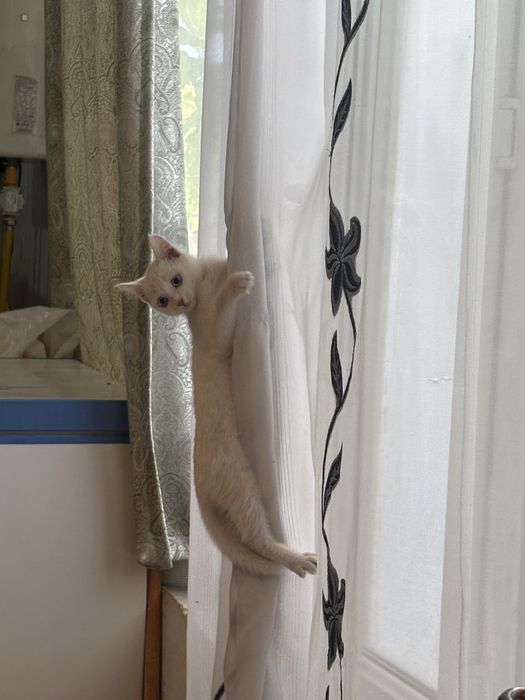 Кот 3 месяца , чистый , привитый