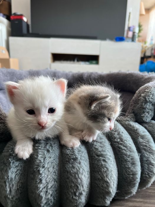 Подарявам малки котета