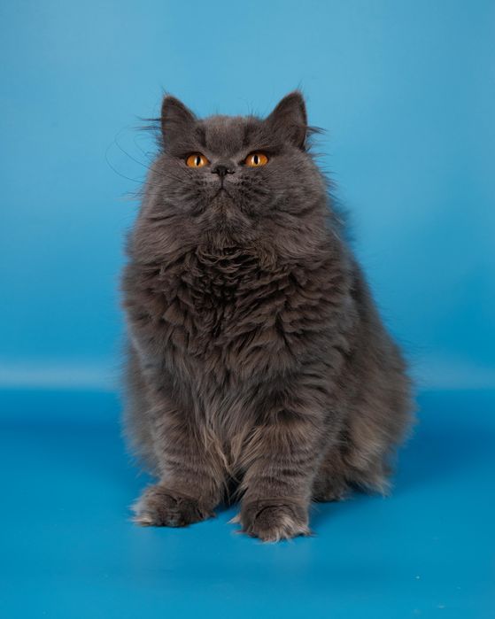 Британский котенок голубой окрас