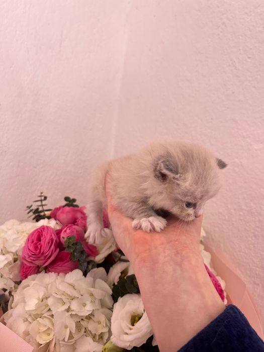 Отдам котят ДАРОМ