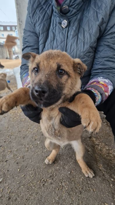 Щенки в добрые руки