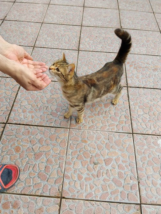 Подарявам две котки