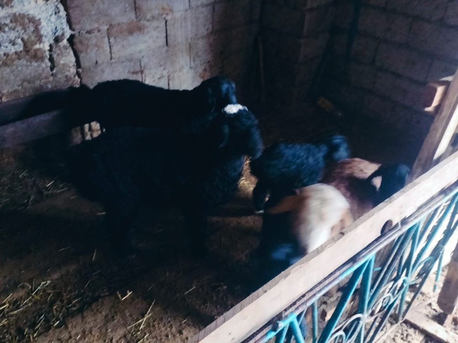 Қозылы қойлар сатылады