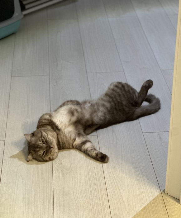 Шотландский вислоухий кот ………………………….