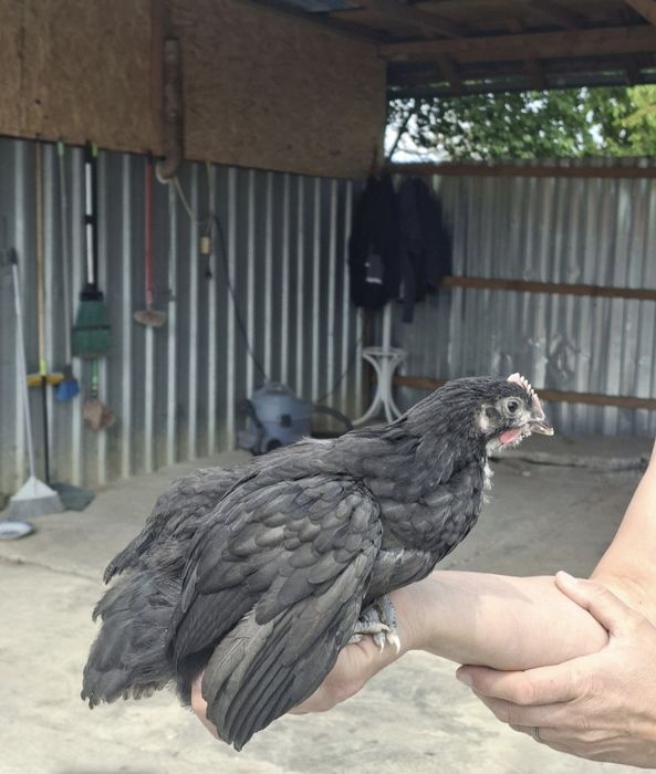 Puii australorp de 2/3/4 si 5+1