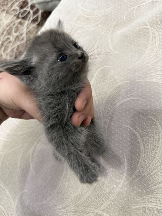 Котенок девочка