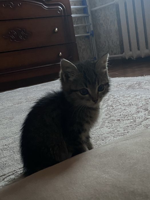 Британский короткошерстный