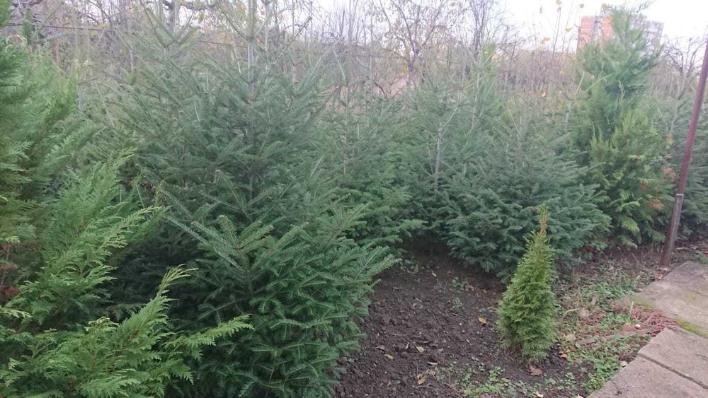 Brazi argintii soi 100% romanesc