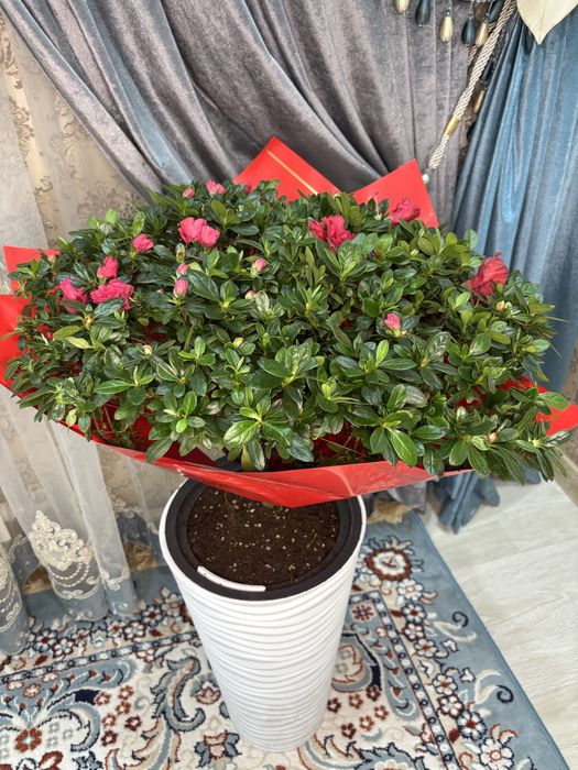 Азалия цветы свежий