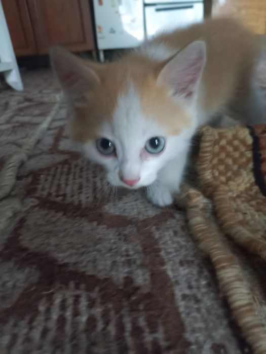 Отдаю котят в добрые руки.